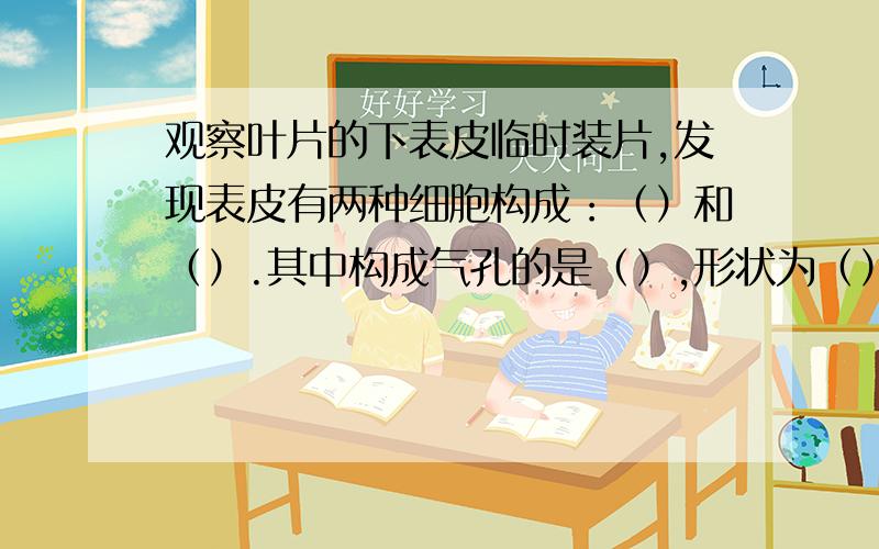 观察叶片的下表皮临时装片,发现表皮有两种细胞构成：（）和（）.其中构成气孔的是（）,形状为（）.