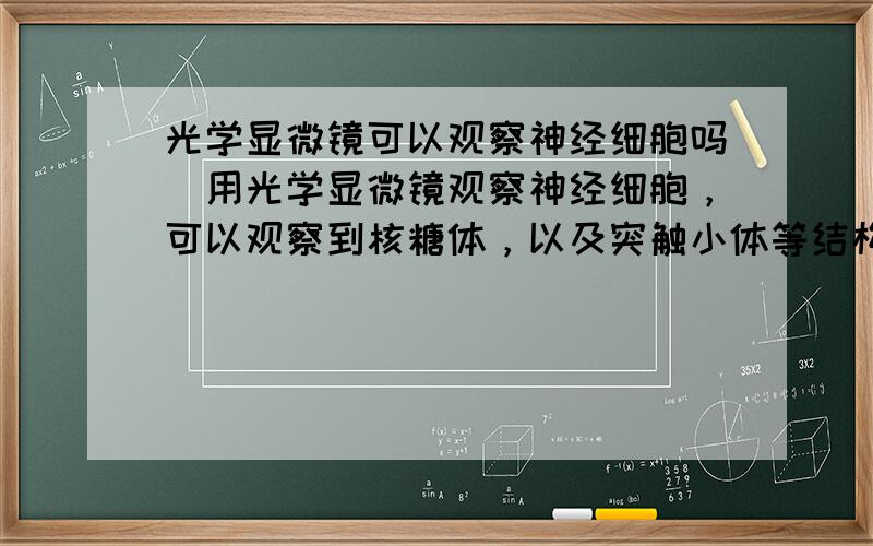 光学显微镜可以观察神经细胞吗[用光学显微镜观察神经细胞，可以观察到核糖体，以及突触小体等结构】这句话对吗？如果不对，错在哪，怎么改？