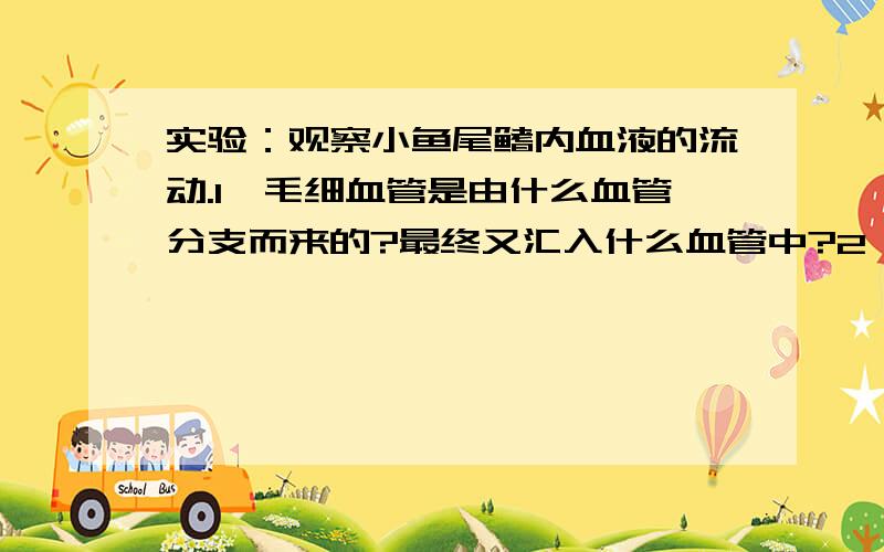 实验：观察小鱼尾鳍内血液的流动.1、毛细血管是由什么血管分支而来的?最终又汇入什么血管中?2、你观察到的血管的特点填入下表中：（以下为空着的）血流方向 管腔特点 功能 动脉 心脏-