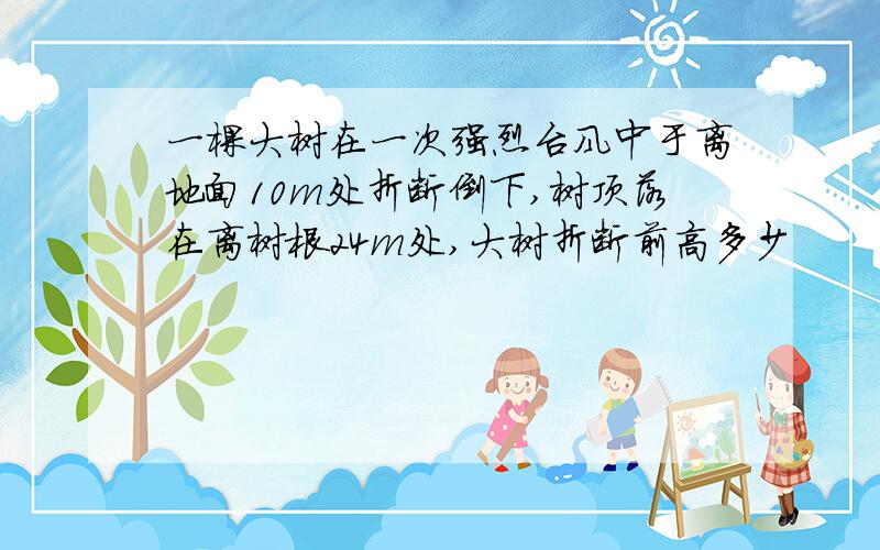 一棵大树在一次强烈台风中于离地面10m处折断倒下,树顶落在离树根24m处,大树折断前高多少