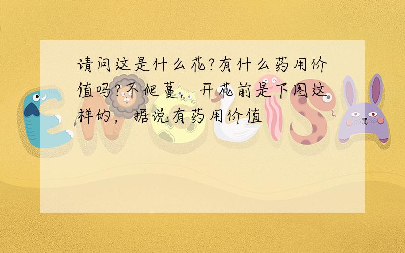 请问这是什么花?有什么药用价值吗?不爬蔓，开花前是下图这样的，据说有药用价值