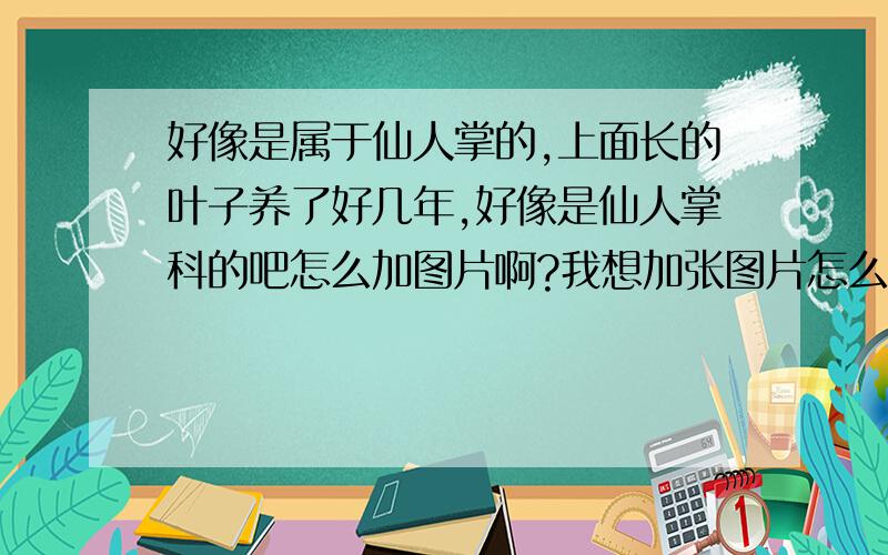 好像是属于仙人掌的,上面长的叶子养了好几年,好像是仙人掌科的吧怎么加图片啊?我想加张图片怎么加不上?