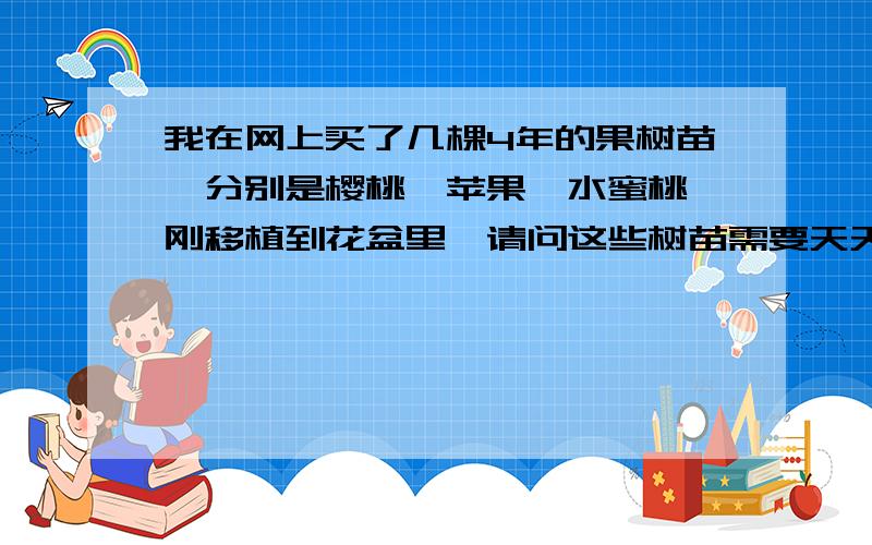 我在网上买了几棵4年的果树苗,分别是樱桃,苹果,水蜜桃,刚移植到花盆里,请问这些树苗需要天天浇水吗现在是春天多雨,地处南方广州,我怕天天浇水树苗根会烂,如果需要的话要浇到什么程度?