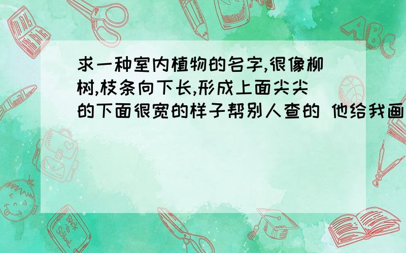 求一种室内植物的名字,很像柳树,枝条向下长,形成上面尖尖的下面很宽的样子帮别人查的 他给我画了个图 很像树的样子,有像柳条一样的,圣诞树不像啊%>_