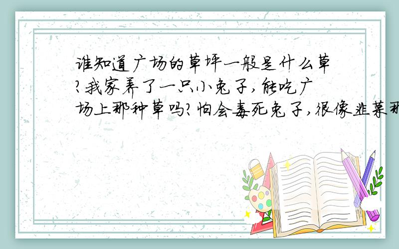 谁知道广场的草坪一般是什么草?我家养了一只小兔子,能吃广场上那种草吗?怕会毒死兔子,很像韭菜那种……