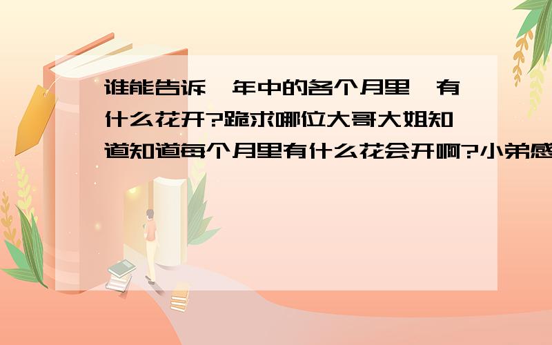 谁能告诉一年中的各个月里,有什么花开?跪求哪位大哥大姐知道知道每个月里有什么花会开啊?小弟感激不尽啊...