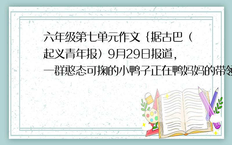 六年级第七单元作文｛据古巴（起义青年报）9月29日报道，一群憨态可掬的小鸭子正在鸭妈妈的带领下漫步在温哥华的街头。突然，几只小鸭子失足跌入了路旁的下水道。危机时刻，鸭妈妈