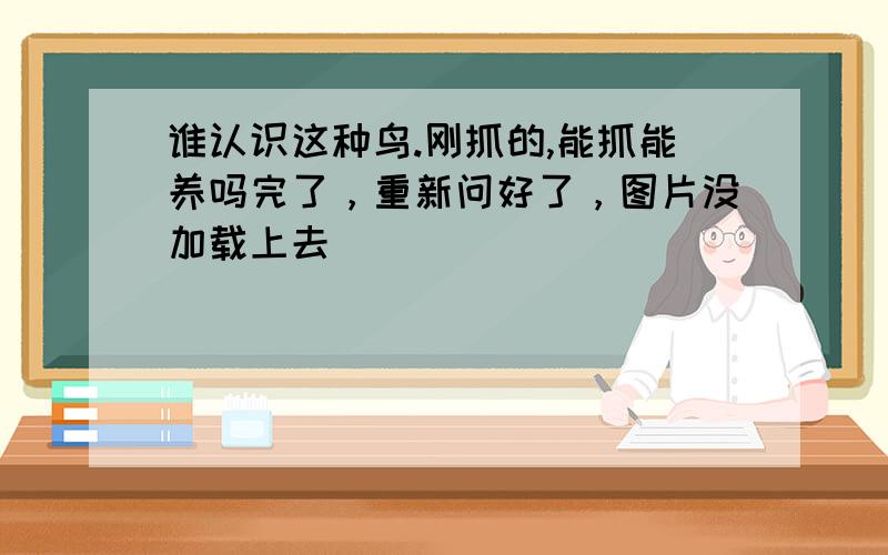 谁认识这种鸟.刚抓的,能抓能养吗完了，重新问好了，图片没加载上去