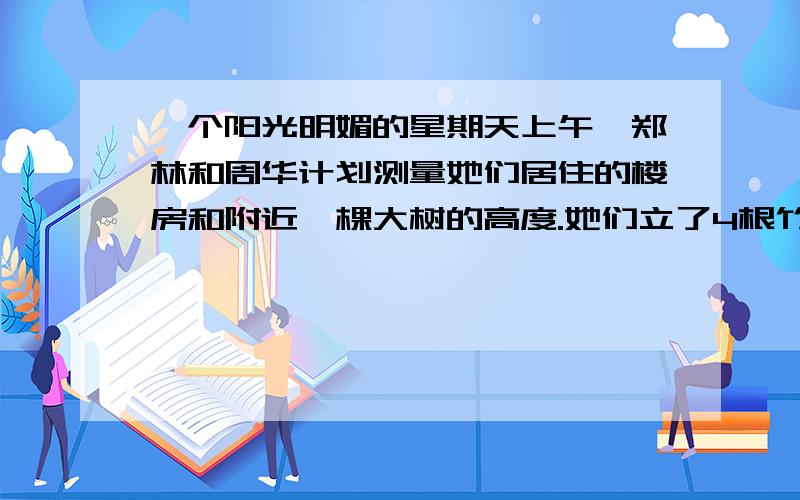 一个阳光明媚的星期天上午,郑林和周华计划测量她们居住的楼房和附近一棵大树的高度.她们立了4根竹竿,并在10：00分别测出了竹竿,楼房,大树,的影长.（如下表）竹竿高度 / 米 0.5 1 2 2.5竹竿