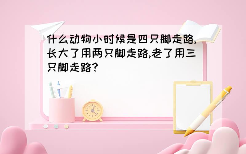 什么动物小时候是四只脚走路,长大了用两只脚走路,老了用三只脚走路?