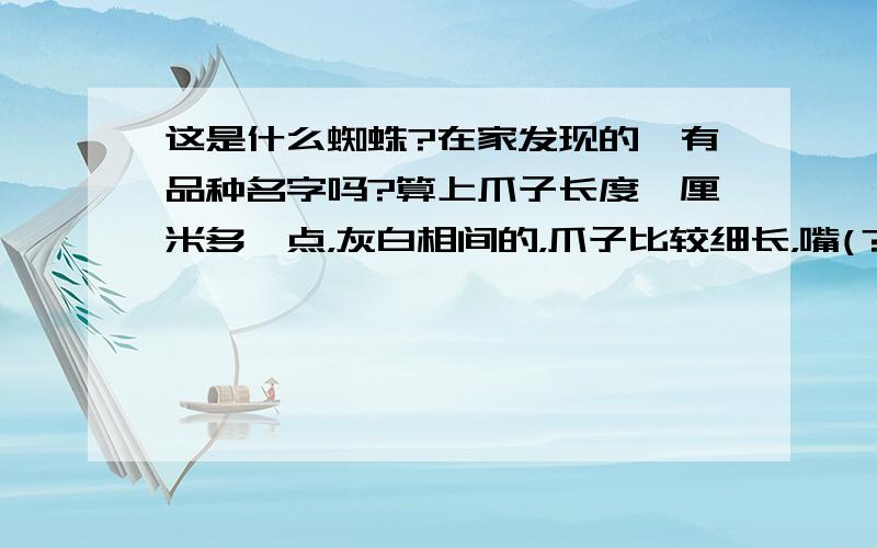 这是什么蜘蛛?在家发现的,有品种名字吗?算上爪子长度一厘米多一点，灰白相间的，爪子比较细长，嘴(？)那里有两个小敖，肚子细长有点扁扁的，会吐丝，吃小飞虫