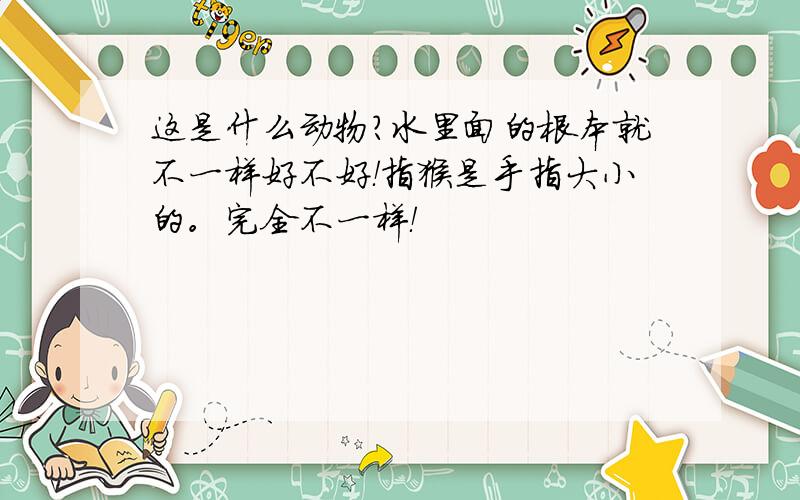 这是什么动物?水里面的根本就不一样好不好！指猴是手指大小的。完全不一样！