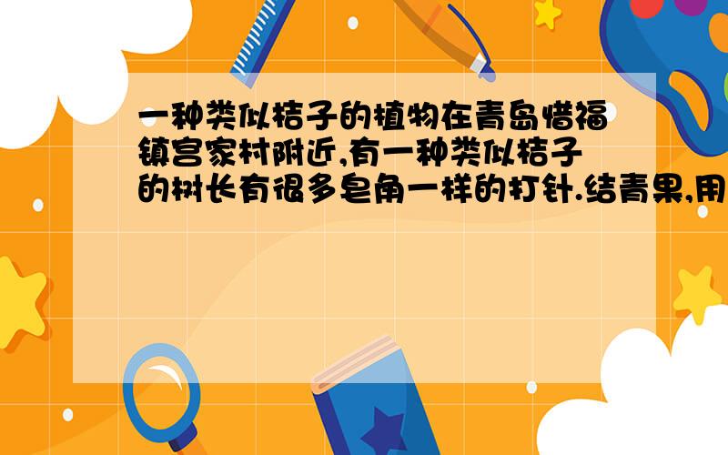 一种类似桔子的植物在青岛惜福镇宫家村附近,有一种类似桔子的树长有很多皂角一样的打针.结青果,用到分开可以看见很多种子,类似桔子人,闻着也是桔子的味道.不知道这是棵什么树.