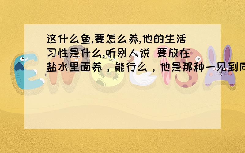 这什么鱼,要怎么养,他的生活习性是什么,听别人说 要放在盐水里面养，能行么，他是那种一见到同类就像孔雀一样展开尾巴的，你们谁能告诉我这个生命里有多久，要怎么样才能长久呢，