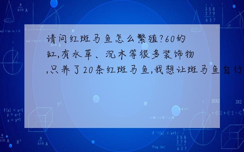 请问红斑马鱼怎么繁殖?60的缸,有水草、沉木等很多装饰物,只养了20条红斑马鱼,我想让斑马鱼自行在缸内繁殖,然后卵孵化,小鱼游入水草中,；小鱼就长大成大鱼,不经意在鱼缸多了几条鱼,请问