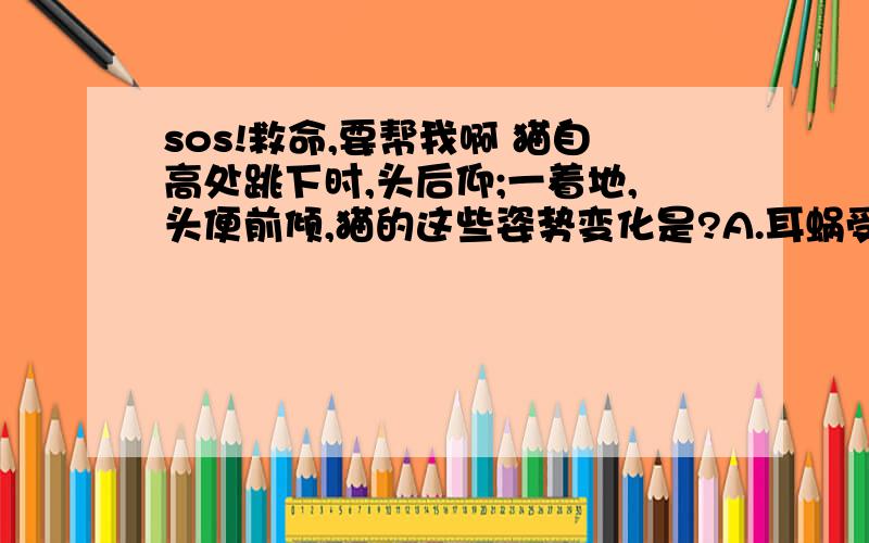 sos!救命,要帮我啊 猫自高处跳下时,头后仰;一着地,头便前倾,猫的这些姿势变化是?A.耳蜗受到刺激引起B.估摸受到刺激引起C.半规管受到刺激引起D.听小骨受到刺激引起