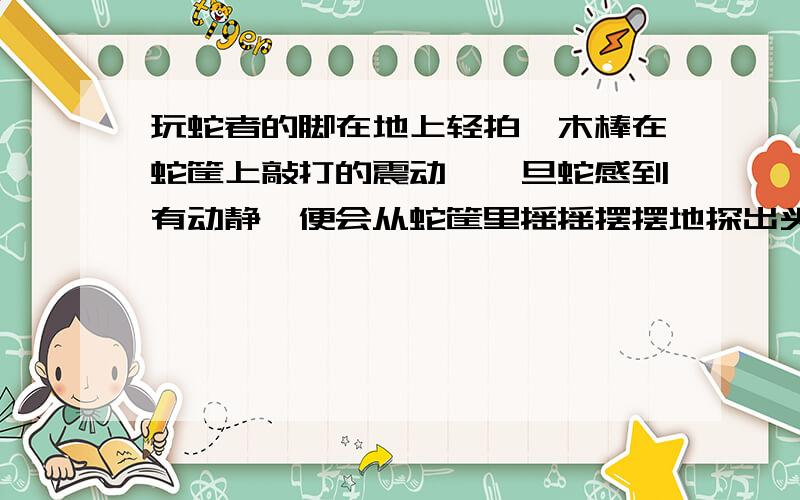 玩蛇者的脚在地上轻拍、木棒在蛇筐上敲打的震动,一旦蛇感到有动静,便会从蛇筐里摇摇摆摆地探出头来,寻找出击的目标.而蛇之所以要左右摇晃是为了保持其上身能“站立”在空中,这是它