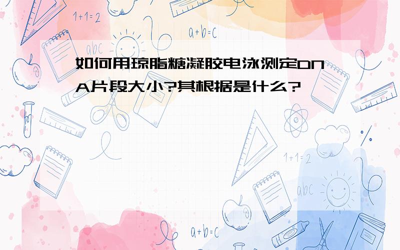 如何用琼脂糖凝胶电泳测定DNA片段大小?其根据是什么?