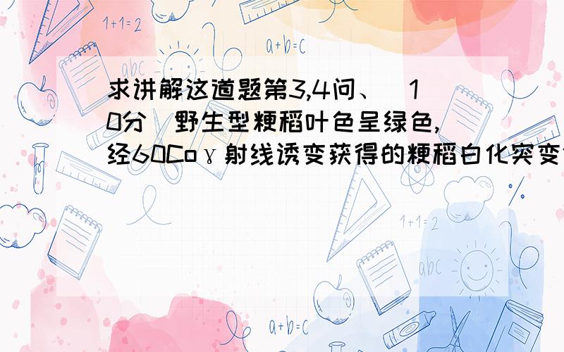 求讲解这道题第3,4问、（10分）野生型粳稻叶色呈绿色,经60Coγ射线诱变获得的粳稻白化突变体有三种,它们的外观十分相似,遗传特性是否相同未知,现将纯合 的能够真是遗传的突变体植株白化