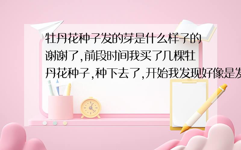 牡丹花种子发的芽是什么样子的谢谢了,前段时间我买了几棵牡丹花种子,种下去了,开始我发现好像是发芽了,但是最近几天怎么长出来好多,我明明只种了四棵,怎么会出来好几棵,所以我就不知