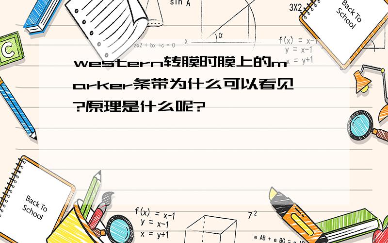 western转膜时膜上的marker条带为什么可以看见?原理是什么呢?