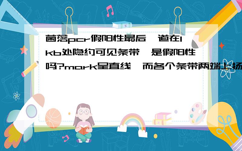 菌落pcr假阳性最后一道在1kb处隐约可见条带,是假阳性吗?mark呈直线,而各个条带两端上扬,是什么原因