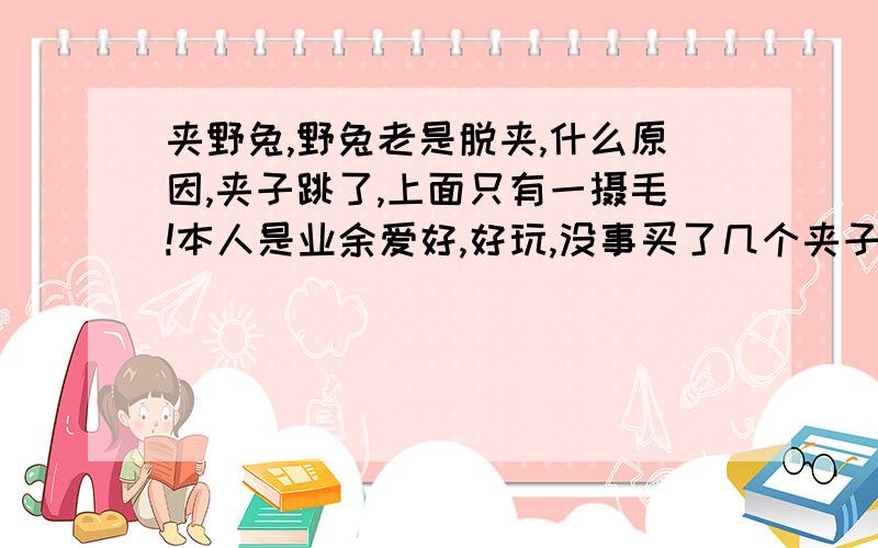 夹野兔,野兔老是脱夹,什么原因,夹子跳了,上面只有一摄毛!本人是业余爱好,好玩,没事买了几个夹子去夹野兔,但老是夹子脱空,上面只有一摄毛,这怎么回事…