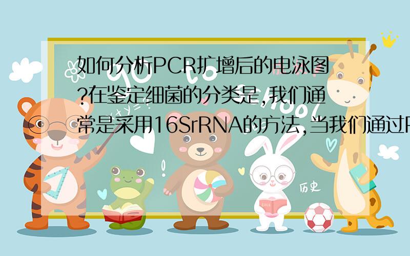 如何分析PCR扩增后的电泳图?在鉴定细菌的分类是,我们通常是采用16SrRNA的方法,当我们通过PCR扩增后,在琼脂糖凝胶板电泳得到的电泳图,如何分析电泳图,以判断我们DNA的提取成功?