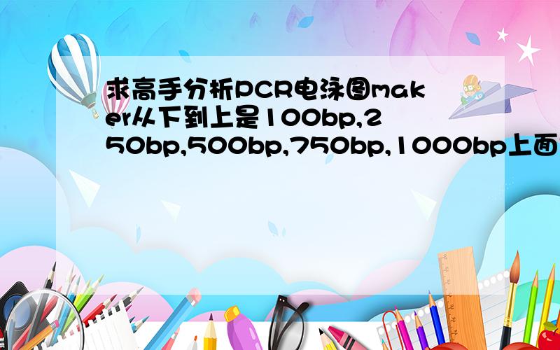 求高手分析PCR电泳图maker从下到上是100bp,250bp,500bp,750bp,1000bp上面是内参,下面是目的基因.maker右边前4个管是实验组,第5个是阳性对照,第6个是阴性对照