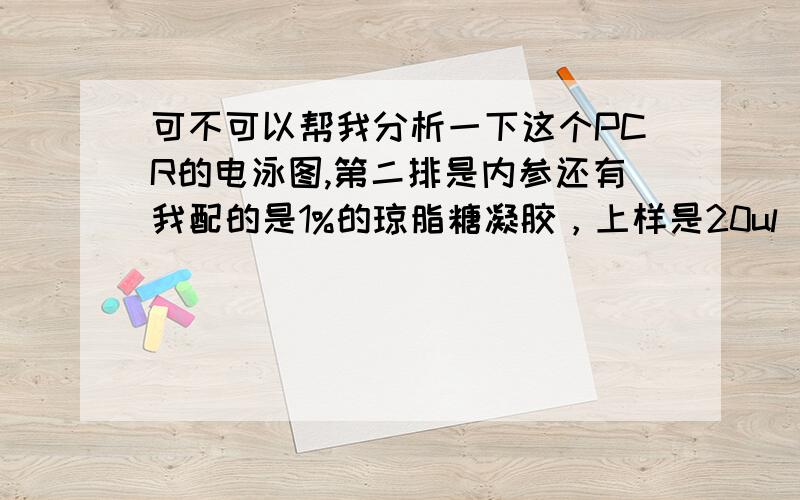 可不可以帮我分析一下这个PCR的电泳图,第二排是内参还有我配的是1%的琼脂糖凝胶，上样是20ul