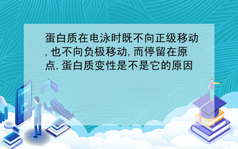 蛋白质在电泳时既不向正级移动,也不向负极移动,而停留在原点,蛋白质变性是不是它的原因