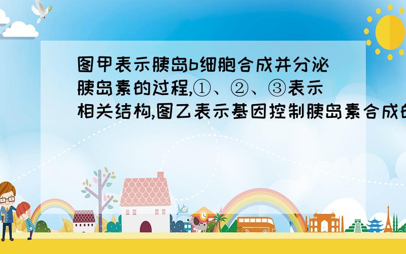 图甲表示胰岛b细胞合成并分泌胰岛素的过程,①、②、③表示相关结构,图乙表示基因控制胰岛素合成的某一过程,据图回答：(1)图甲中以mRNA为模板合成胰岛素的场所是[ ]________,对胰岛素具有