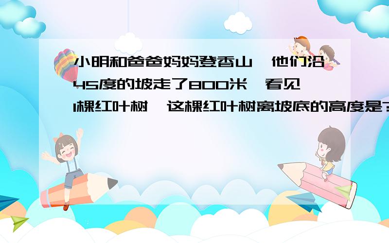 小明和爸爸妈妈登香山,他们沿45度的坡走了800米,看见1棵红叶树,这棵红叶树离坡底的高度是?要有解释我才能明白