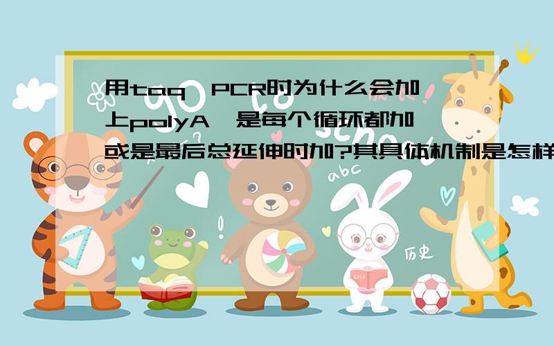 用taq酶PCR时为什么会加上polyA,是每个循环都加或是最后总延伸时加?其具体机制是怎样的?