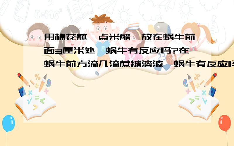 用棉花蘸一点米醋,放在蜗牛前面3厘米处,蜗牛有反应吗?在蜗牛前方滴几滴蔗糖溶液,蜗牛有反应吗?