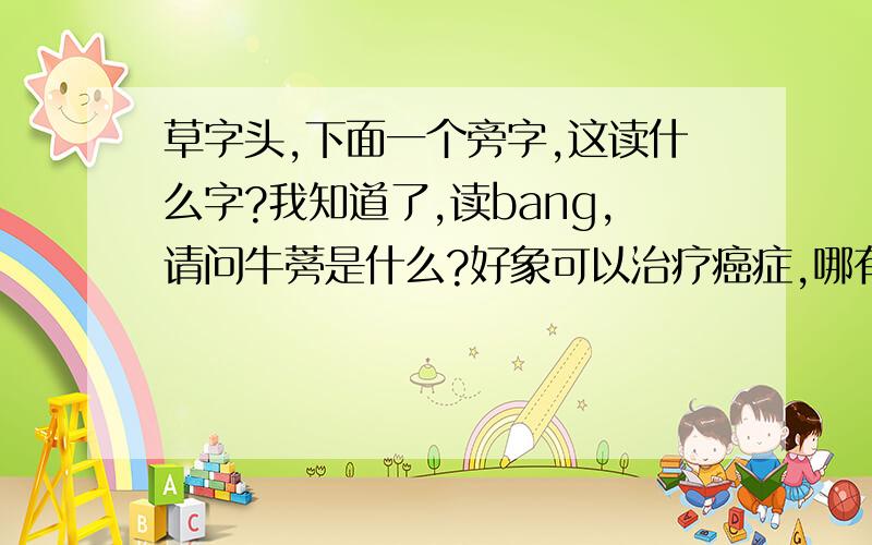 草字头,下面一个旁字,这读什么字?我知道了,读bang,请问牛蒡是什么?好象可以治疗癌症,哪有的卖?