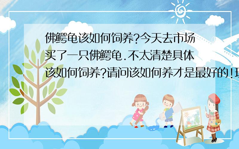 佛鳄龟该如何饲养?今天去市场买了一只佛鳄龟.不太清楚具体该如何饲养?请问该如何养才是最好的!现在暂时3CM..