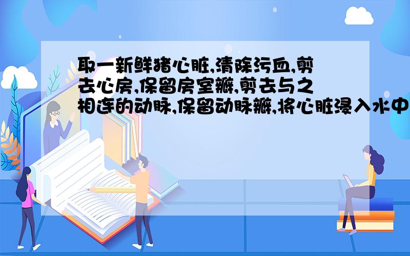 取一新鲜猪心脏,清除污血,剪去心房,保留房室瓣,剪去与之相连的动脉,保留动脉瓣,将心脏浸入水中,会看到---