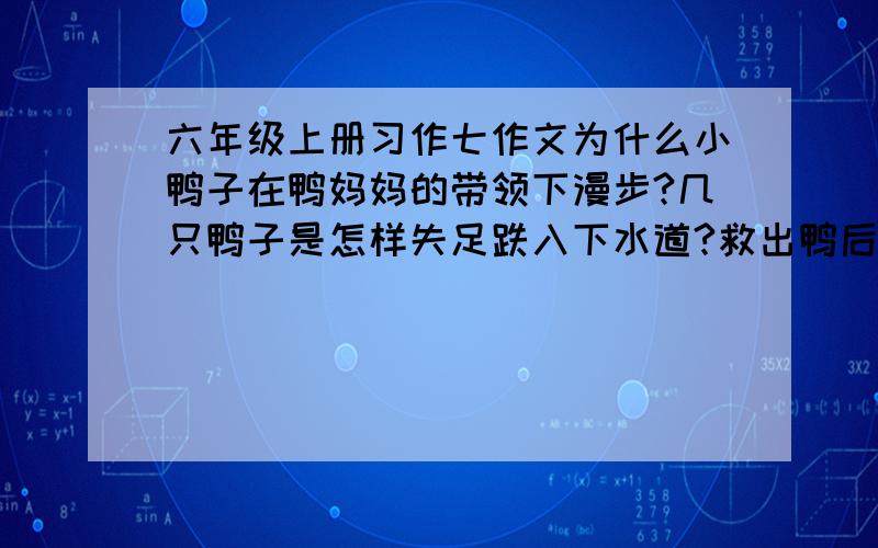 六年级上册习作七作文为什么小鸭子在鸭妈妈的带领下漫步?几只鸭子是怎样失足跌入下水道?救出鸭后,鸭妈妈有什么表现?