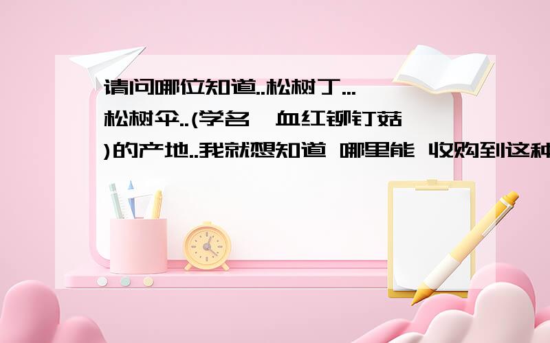 请问哪位知道..松树丁...松树伞..(学名,血红铆钉菇)的产地..我就想知道 哪里能 收购到这种蘑菇.谢谢你的回答...但是我主要是想知道 \\哪里能大量的采购到此蘑菇...我就是沈阳人 但是沈阳的