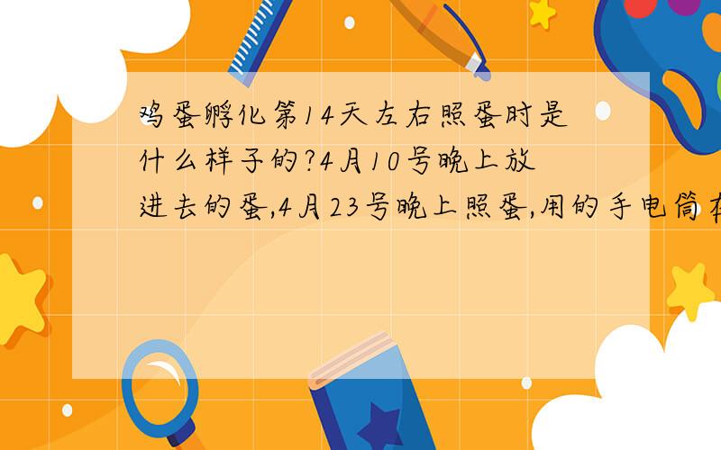 鸡蛋孵化第14天左右照蛋时是什么样子的?4月10号晚上放进去的蛋,4月23号晚上照蛋,用的手电筒在黑暗的房间里照的,在小头端一面看到有少许的血管,且轻轻晃动里面有液体随之晃动,背面除气