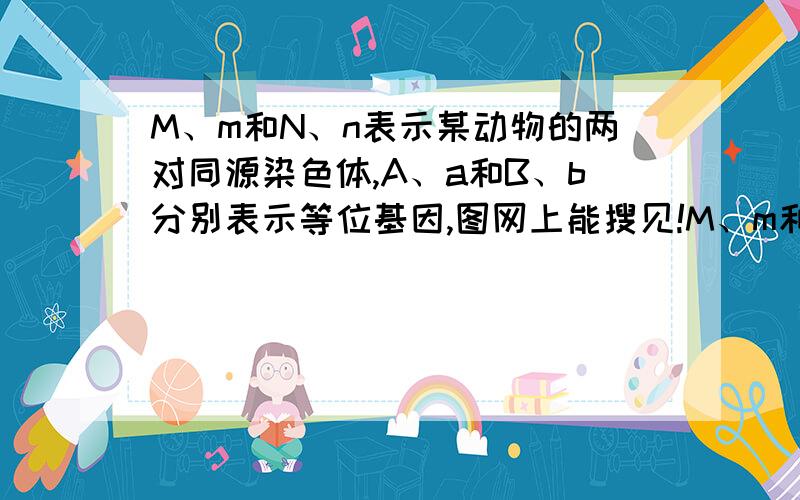 M、m和N、n表示某动物的两对同源染色体,A、a和B、b分别表示等位基因,图网上能搜见!M、m和N、n表示某动物的两对同源染色体,A、a和B、b分别表示等位基因,基因与染色体的位置关系如右图所示.