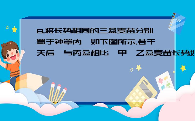 8.将长势相同的三盆麦苗分别置于钟罩内,如下图所示.若干天后,与丙盆相比,甲、乙盆麦苗长势如何（ ）