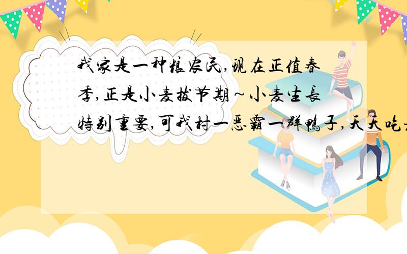 我家是一种粮农民,现在正值春季,正是小麦拔节期～小麦生长特别重要,可我村一恶霸一群鸭子,天天吃麦苗请问有没有农药把鸭子给药死?