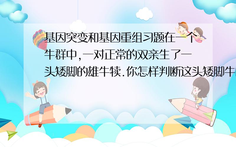 基因突变和基因重组习题在一个牛群中,一对正常的双亲生了一头矮脚的雄牛犊.你怎样判断这头矮脚牛的产生,是基因突变的直接结果,还是由于它的双亲都是隐性矮脚基因的携带者造成的?