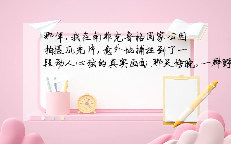 那年,我在南非克鲁格国家公园拍摄风光片,意外地捕捉到了一段动人心弦的真实画面.那天傍晚,一群野牛正沿着河岸缓缓前行,而在前方不远处,六七只狮子,正藏在草丛里,等待着猎物的到来.两