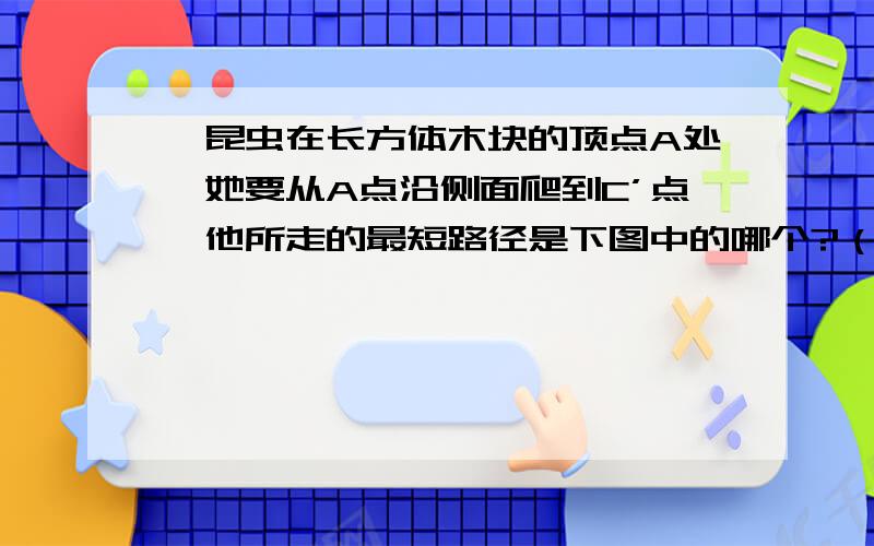 一昆虫在长方体木块的顶点A处,她要从A点沿侧面爬到C’点,他所走的最短路径是下图中的哪个?（）