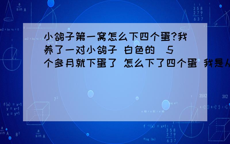 小鸽子第一窝怎么下四个蛋?我养了一对小鸽子 白色的  5个多月就下蛋了 怎么下了四个蛋 我是从小养大的 它们以前还打架  已经下蛋了 还在叼草 它们轮流孵化  我想问一下 怎么下四个蛋