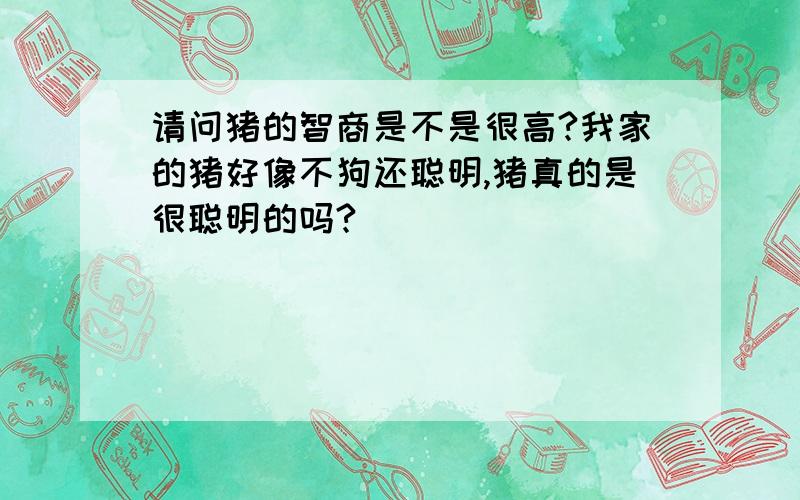 请问猪的智商是不是很高?我家的猪好像不狗还聪明,猪真的是很聪明的吗?