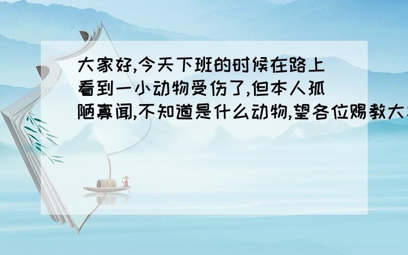 大家好,今天下班的时候在路上看到一小动物受伤了,但本人孤陋寡闻,不知道是什么动物,望各位赐教大家好,今天下班的时候在路上看到一小动物受伤了,但本人孤陋寡闻,不知道是什么动物,是